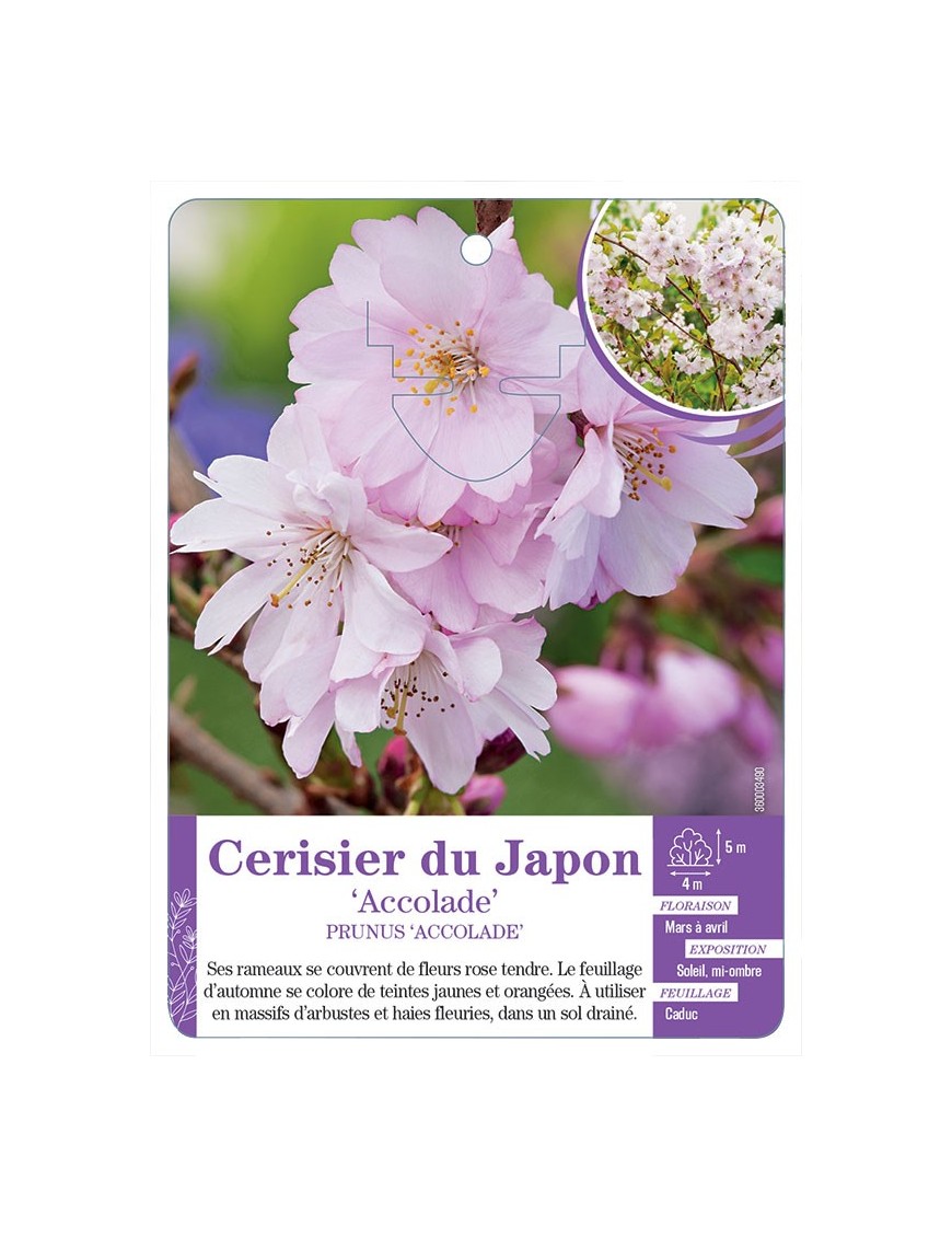 PRUNUS ACCOLADE voir Cerisier du Japon