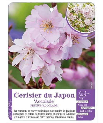 PRUNUS ACCOLADE voir Cerisier du Japon