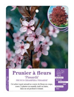 PRUNUS CERASIFERA PISSARDII voir Prunier à fleurs