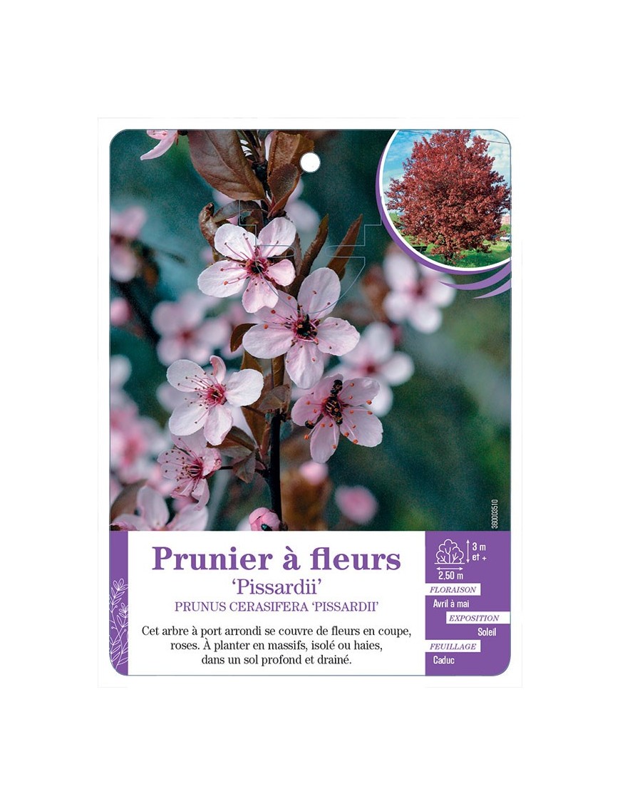 PRUNUS CERASIFERA PISSARDII voir Prunier à fleurs