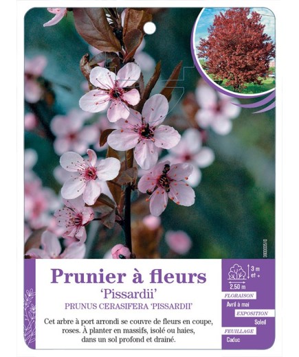 PRUNUS CERASIFERA PISSARDII voir Prunier à fleurs