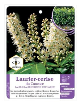 PRUNUS LAUROCERASUS CAUCASICA voir Laurier-cerise