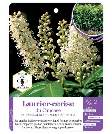 PRUNUS LAUROCERASUS CAUCASICA voir Laurier-cerise