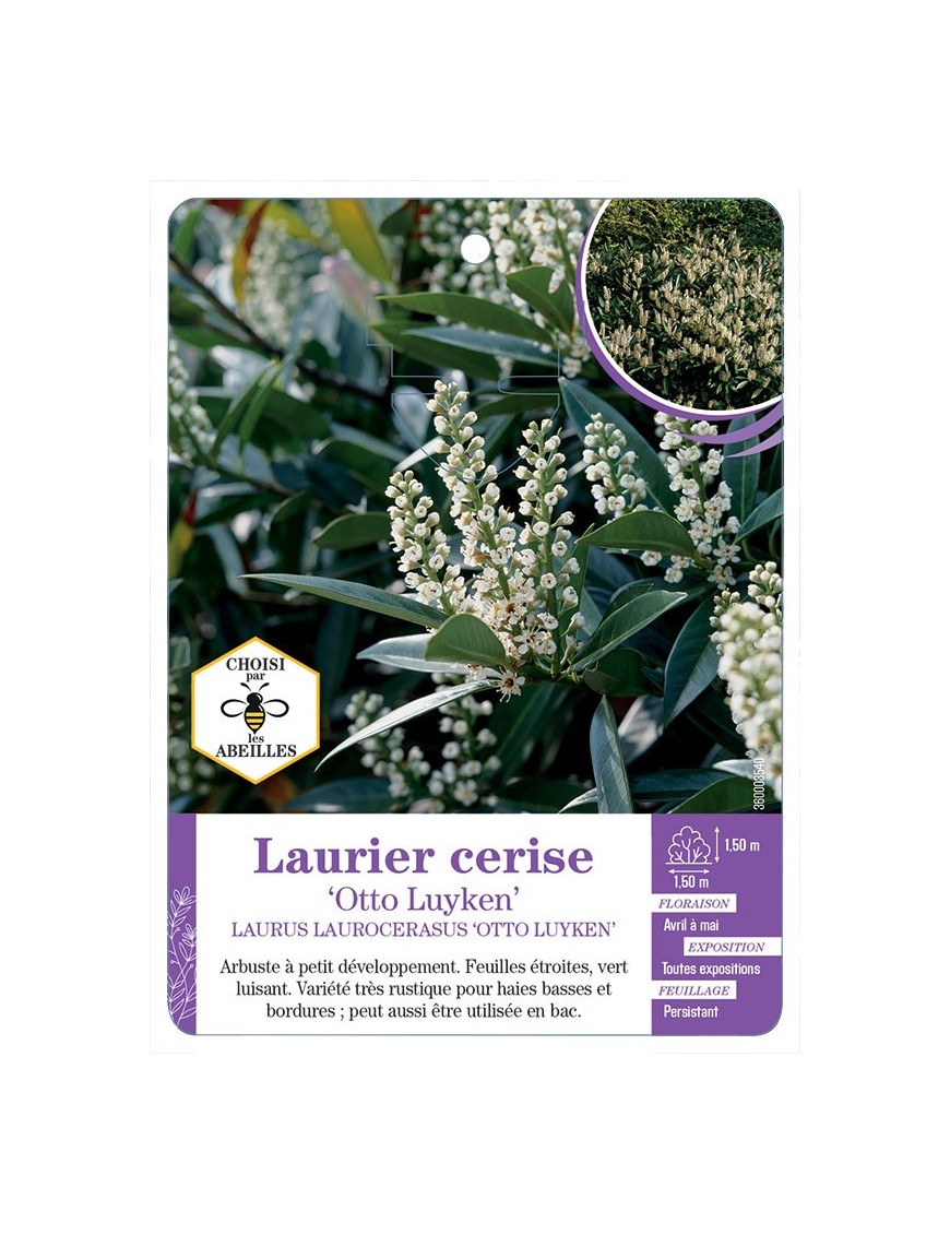 PRUNUS LAUROCERASUS OTTO LUYKEN voir Laurier-cerise