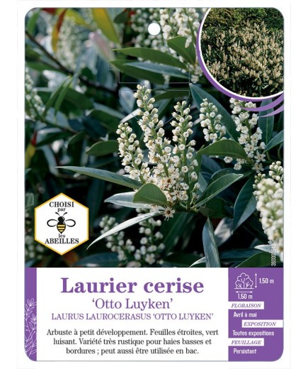 PRUNUS LAUROCERASUS OTTO LUYKEN voir Laurier-cerise