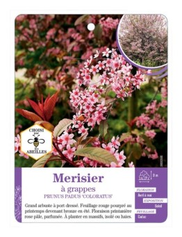 PRUNUS PADUS COLORATUS voir Merisier à grappes