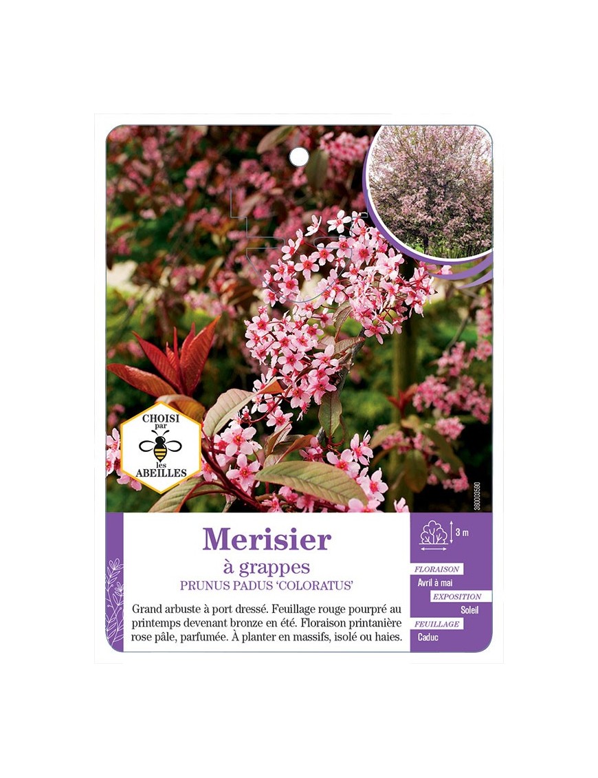 PRUNUS PADUS COLORATUS voir Merisier à grappes