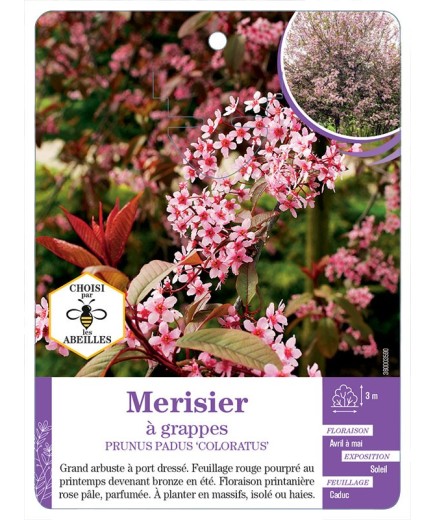 PRUNUS PADUS COLORATUS voir Merisier à grappes