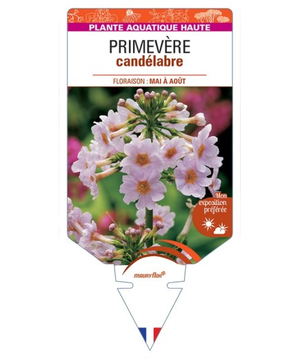 PRIMULA japonica voir Primevère candélabre