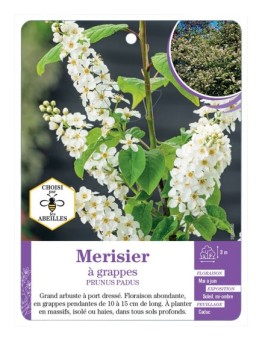 PRUNUS PADUS voir Merisier à grappes