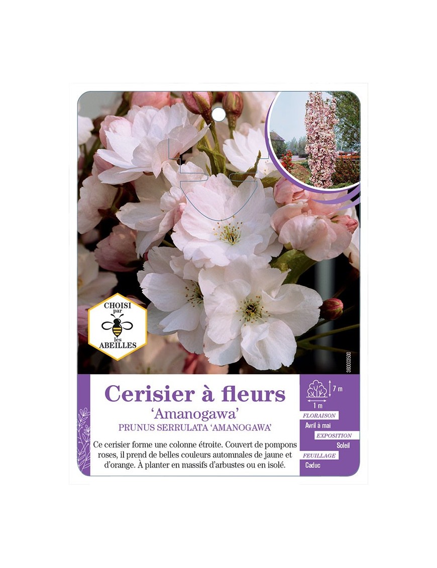 PRUNUS SERRULATA AMANOGAWA voir Cerisier à fleurs