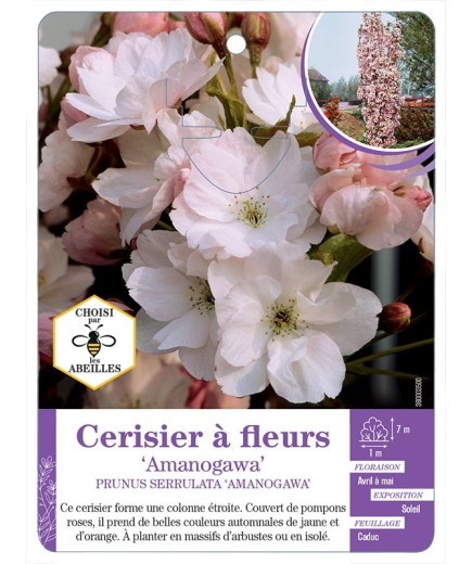 PRUNUS SERRULATA AMANOGAWA voir Cerisier à fleurs