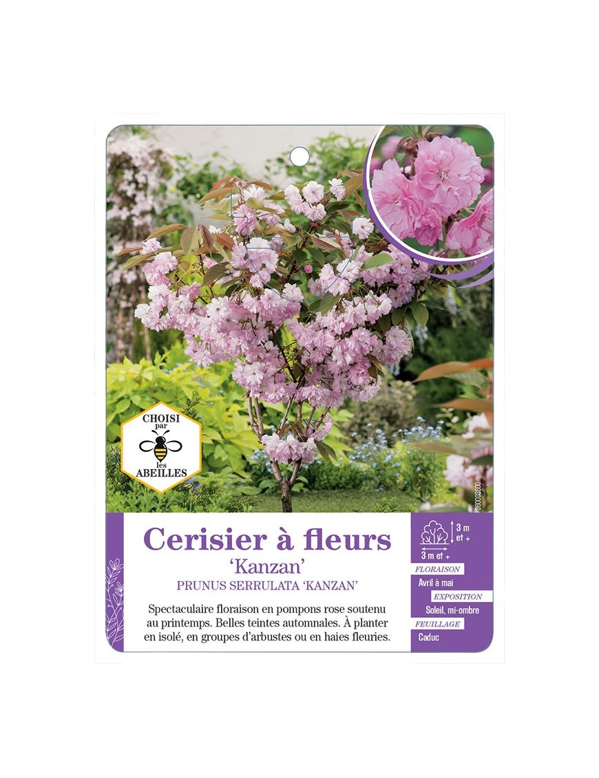 PRUNUS SERRULATA KANZAN voir Cerisier à fleurs