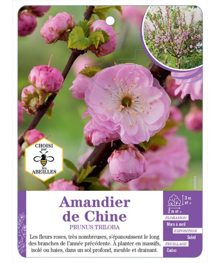PRUNUS TRILOBA voir Amandier de Chine