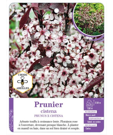 PRUNUS X CISTENA voir Prunier
