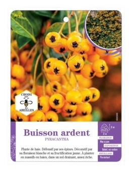 PYRACANTHA voir Buisson ardent (jaune)