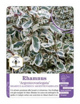 RHAMNUS ALATERNUS ARGENTEOVARIEGATA