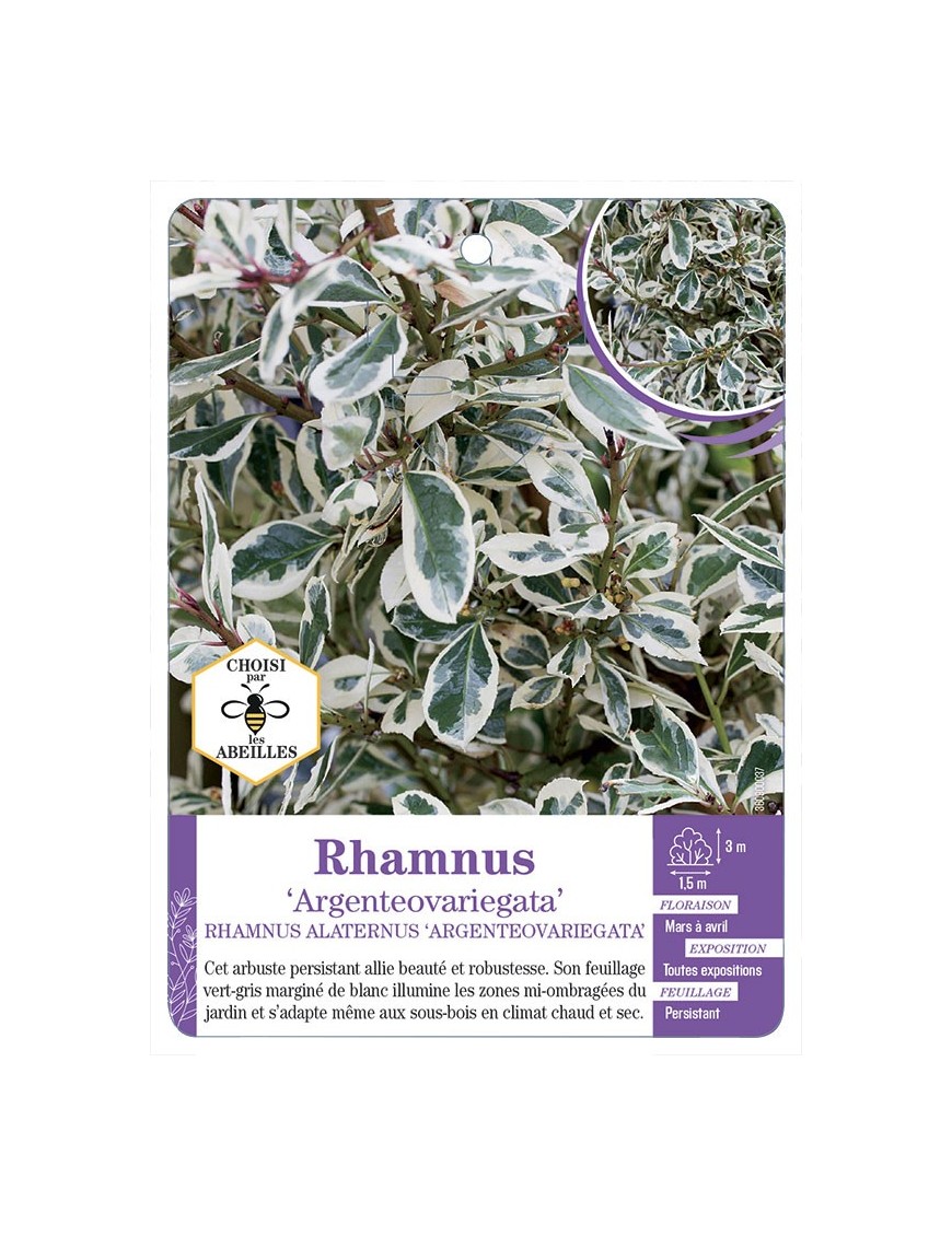 RHAMNUS ALATERNUS ARGENTEOVARIEGATA