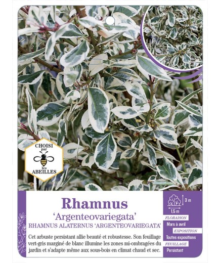 RHAMNUS ALATERNUS ARGENTEOVARIEGATA