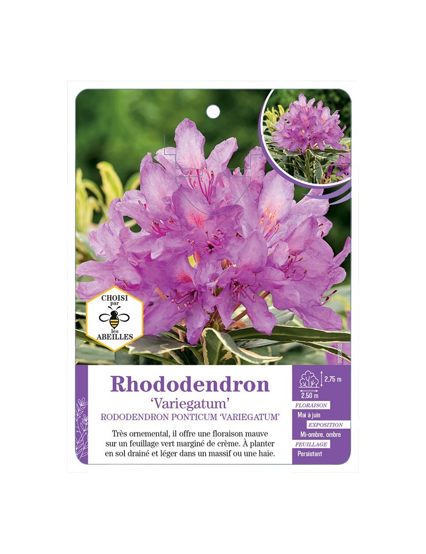 RHODODENDON PONTICUM VARIEGATUM
