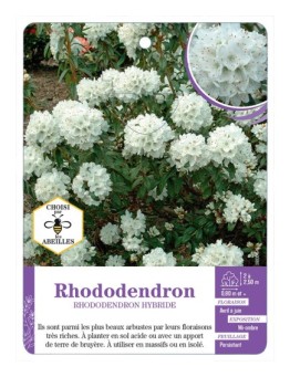 RHODODENDRON HYBRIDE (blanc)