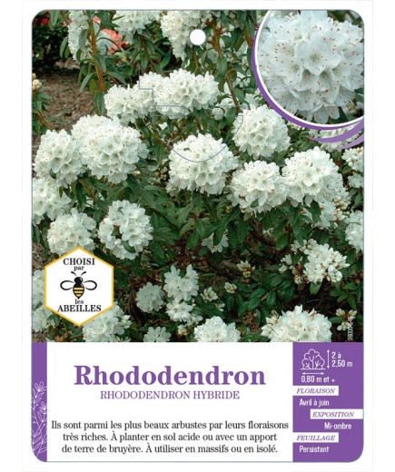 RHODODENDRON HYBRIDE (blanc)