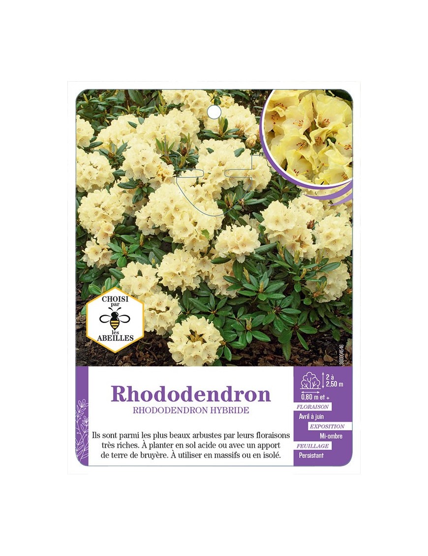 RHODODENDRON HYBRIDE (jaune)