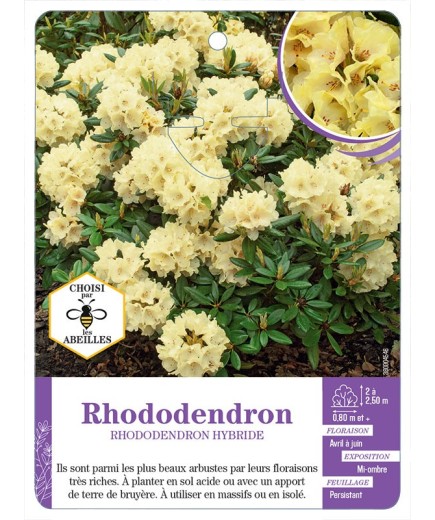 RHODODENDRON HYBRIDE (jaune)
