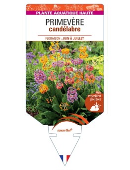 PRIMULA x bulleesiana voir Primevère candélabre