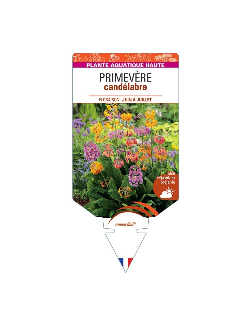 PRIMULA x bulleesiana voir Primevère candélabre