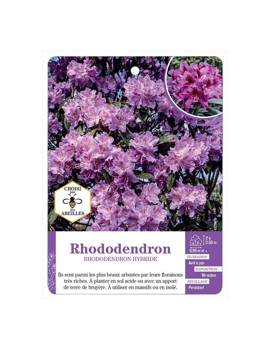 RHODODENDRON HYBRIDE (mauve)