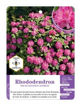 RHODODENDRON HYBRIDE (rose foncé)