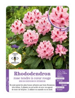 RHODODENDRON HYBRIDE (rose tendre à cœur rouge)