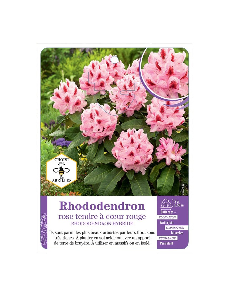 RHODODENDRON HYBRIDE (rose tendre à cœur rouge)