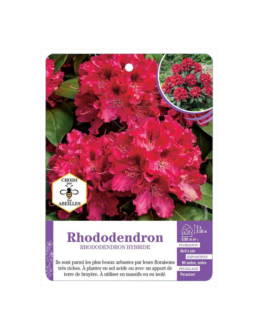 RHODODENDRON HYBRIDE (rouge vif)