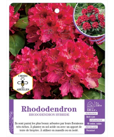 RHODODENDRON HYBRIDE (rouge vif)