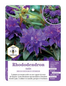 RHODODENDRON HYBRIDE nain (bleu)