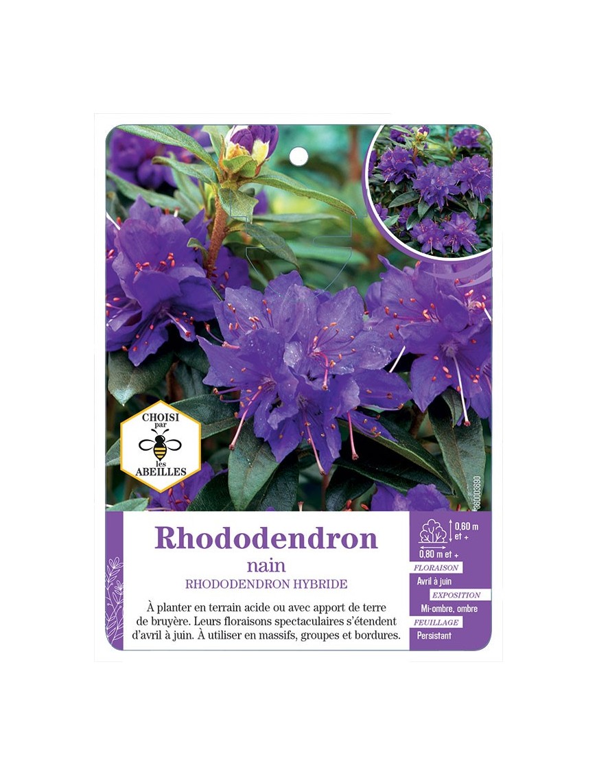 RHODODENDRON HYBRIDE nain (bleu)