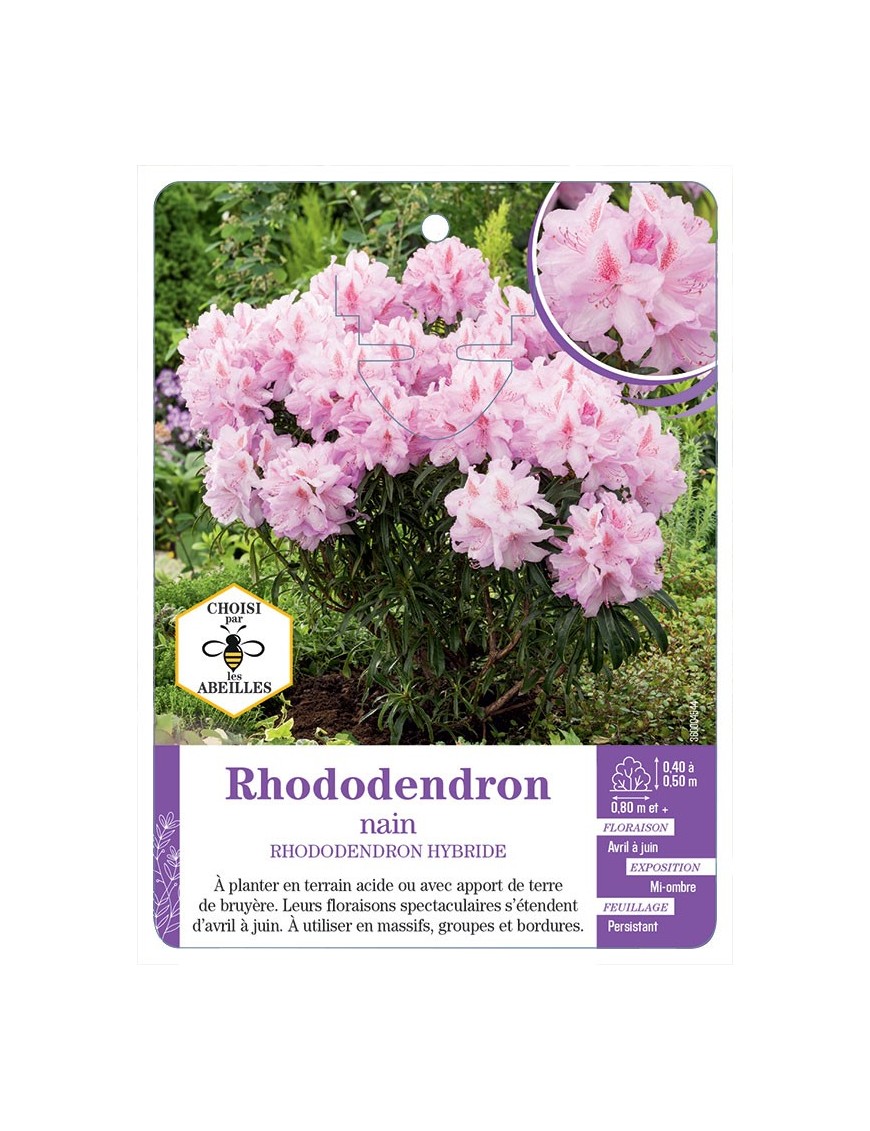 RHODODENDRON HYBRIDE nain (rose clair)