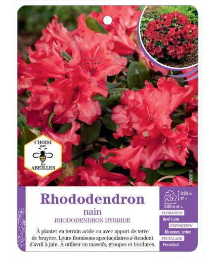 RHODODENDRON HYBRIDE nain (rouge)