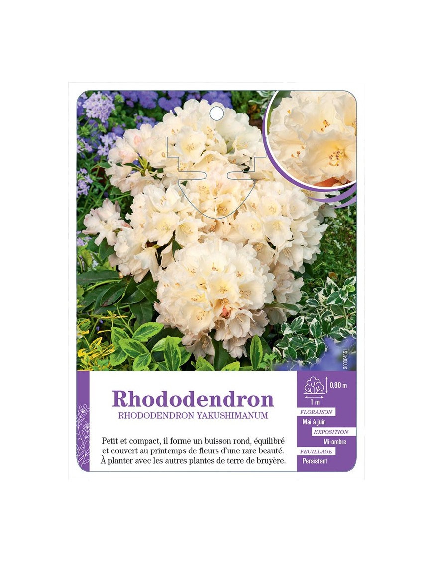 RHODODENDRON YAKUSHIMANUM (jaune pâle)