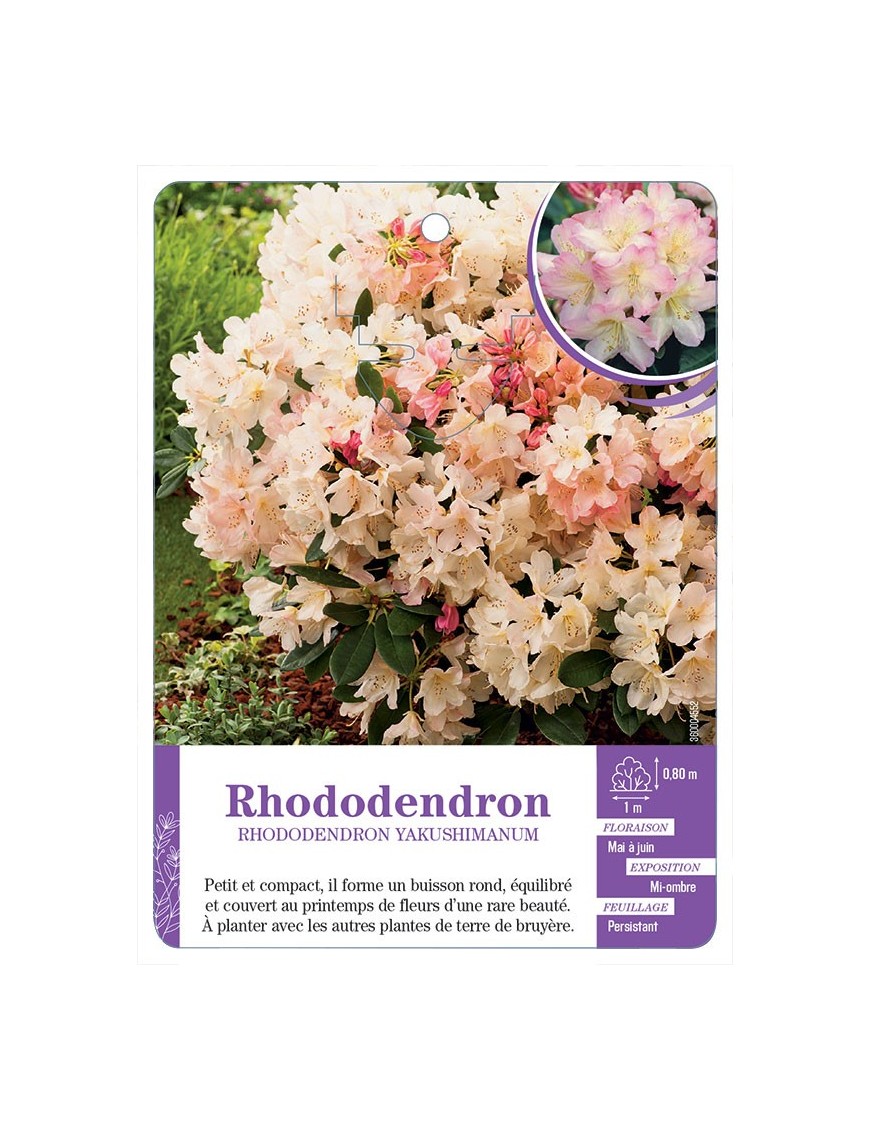 RHODODENDRON YAKUSHIMANUM (rose et pêche)