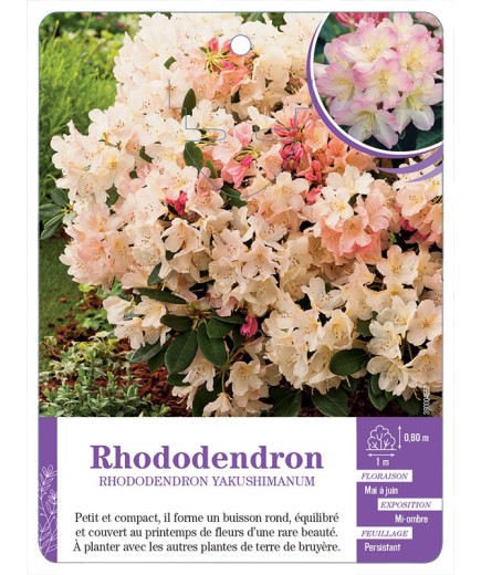 RHODODENDRON YAKUSHIMANUM (rose et pêche)