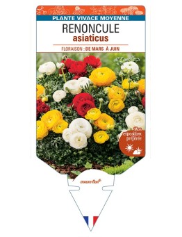 RANUNCULUS asiaticus voir Renoncule (varié)