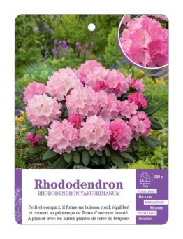 RHODODENDRON YAKUSHIMANUM (rose tendre)