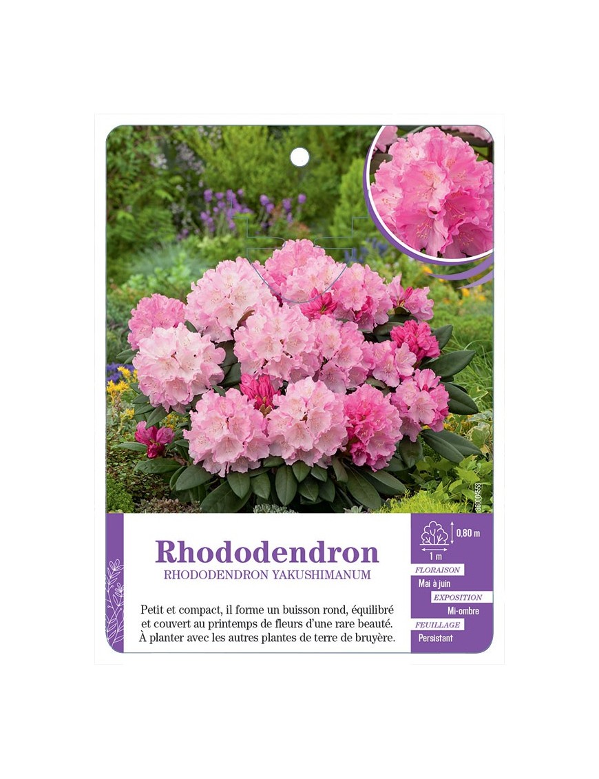 RHODODENDRON YAKUSHIMANUM (rose tendre)
