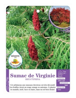 RHUS TYPHINA voir Sumac de Virginie