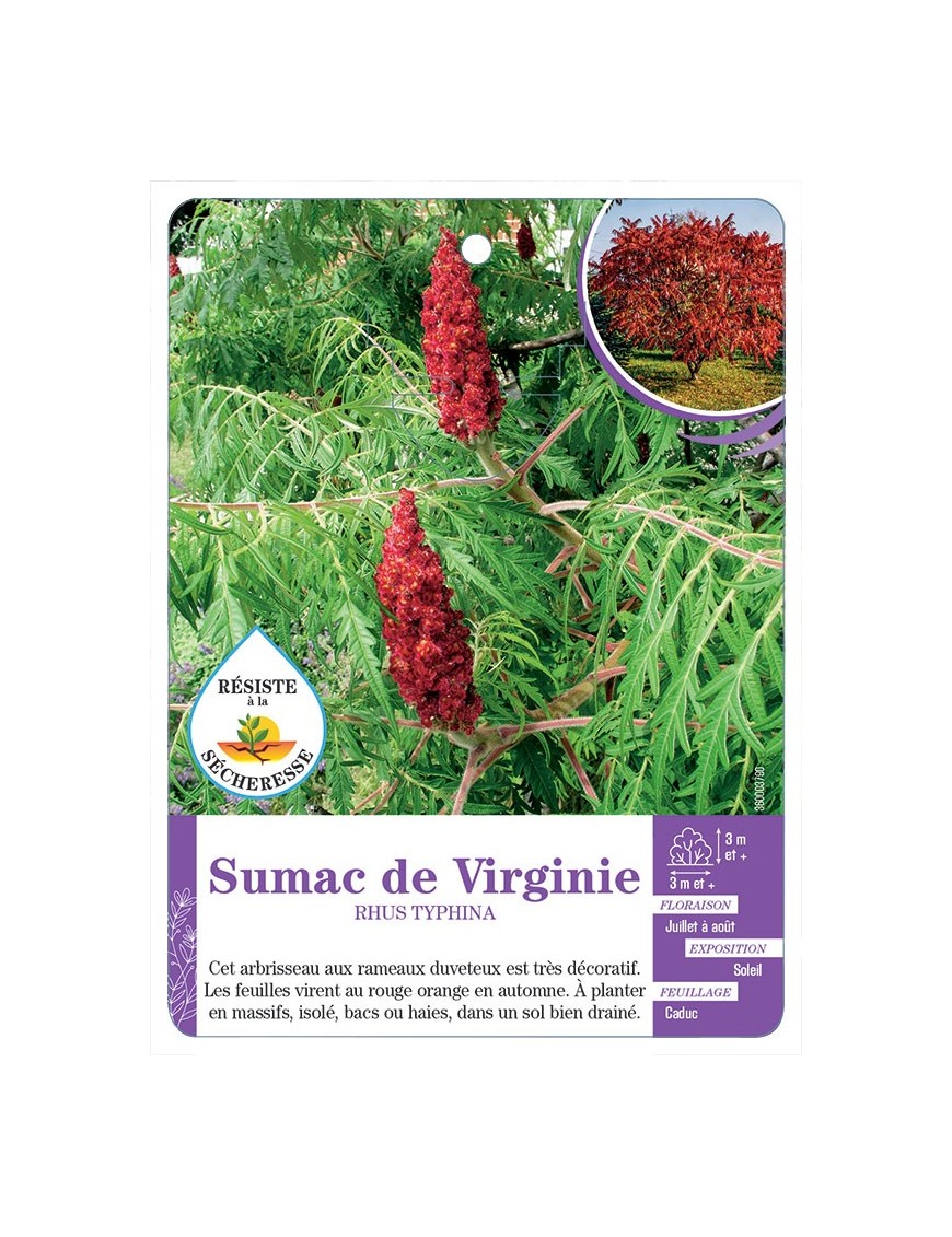 RHUS TYPHINA voir Sumac de Virginie