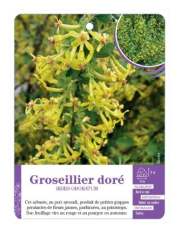 RIBES ODORATUM voir Groseillier doré