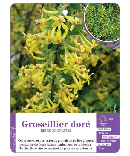 RIBES ODORATUM voir Groseillier doré